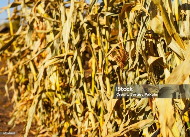 Batang Jagung